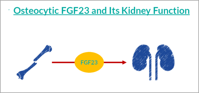 重大突破！研发FGF23项目，精准诊断CKD及CKD-MBD